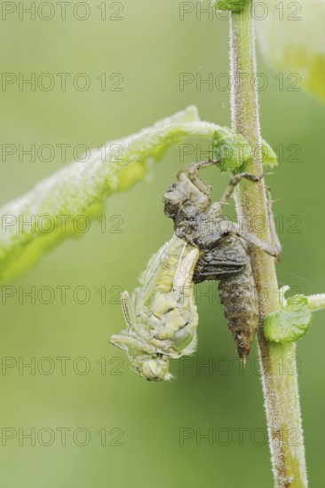 Black-tailed Skimmer (Orthetrum cancellatum), hatch, larva, dragonfly larva, North Rhine-Westphalia, Germany