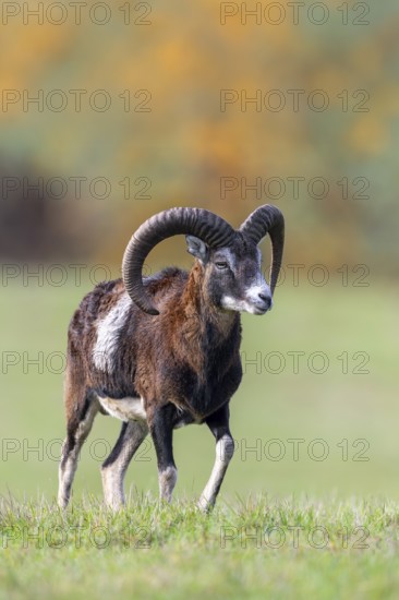 European mouflon (Ovis aries musimon, Ovis gmelini musimon) ram, male with big horns in grassland at forest edge in autumn, fall