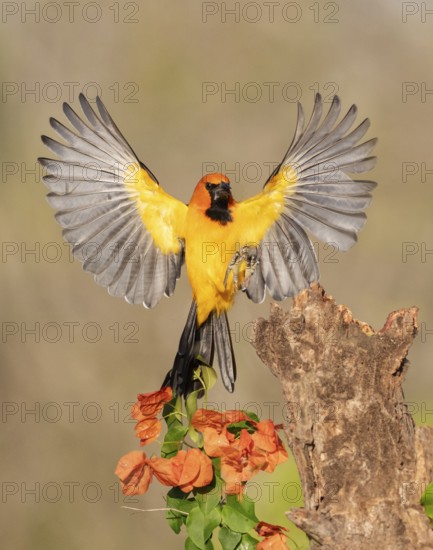 Altamira Oriole (Icterus gularis) approaching a stump, Texas, USA