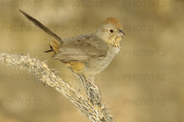 Canyon Towhee (Melozone fusca), Arizona, USA