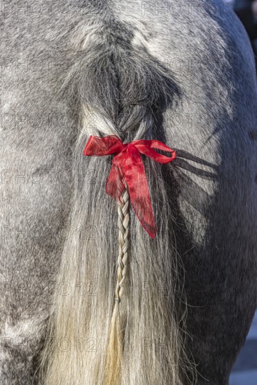 Artfully braided ponytail of a grey horse. The red ribbon is a subtle warning. The horse tends to lash out. Baden-Württemberg, Germany