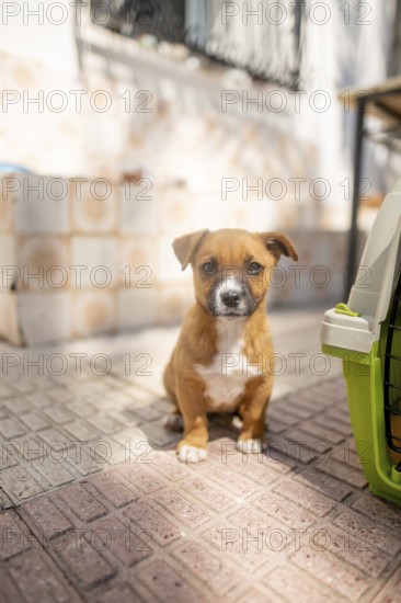 A small brown and white puppy sits on a sunlit patio next to a green pet carrier. The dog gazes curiously, its fur gleaming in the natural light, creating a cute and heartwarming scene at home