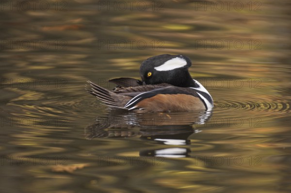Hooded Merganser (Lophodytes cucullatus) male, Michigan, USA