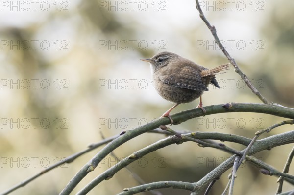 A wren (Troglodytes troglodytes) sitting on a branched, bare branch, Hesse, Germany