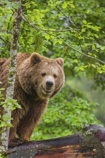 A female eurasian brown bear (Ursus arctos arctos) stands on a log lying at a forest edge in early springtime on a rainy day