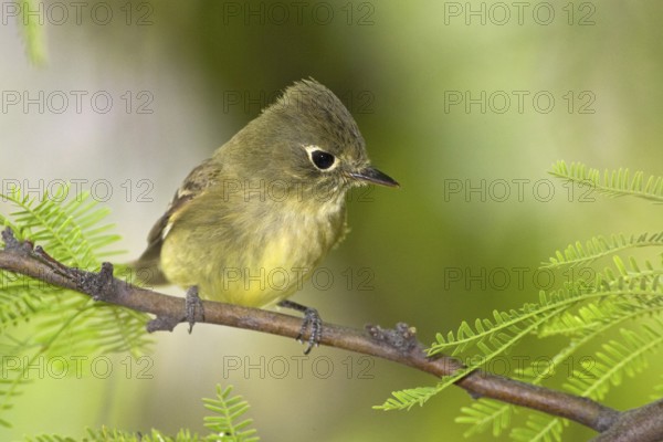 Cordilleran Flycatcher (Empidonax occidentalis), Arizona, USA
