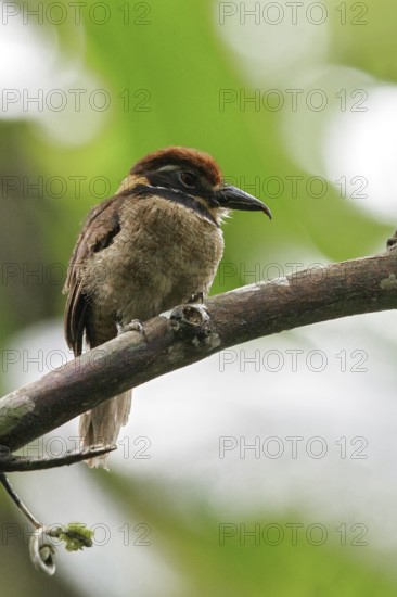 Chestnut-capped Puffbird (Bucco macrodactylus) perched on a branch in Ecuador
