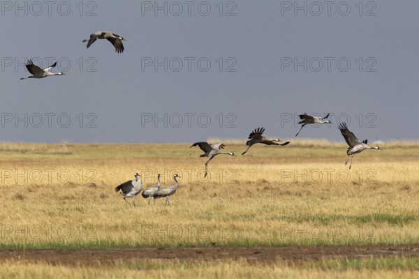 Common Crane (Grus grus grus) group flying, Dornod Aimag, Mongolia