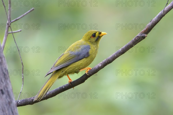 Bell Miner (Manorina melanophrys), Victoria, Australia