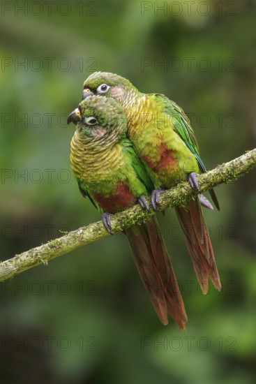 Maroon-bellied Parakeet (Pyrrhura frontalis) perched on a branch in the Atlantic rainforest of southeast Brazil