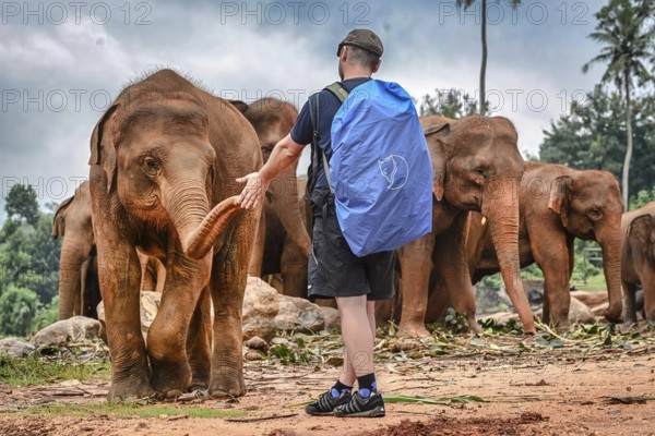 Person with backpack interacting with Asian elephant group in natural environment, small young elephant (elephas maximus) touches a man's hand with its trunk, Pinnawela Elephant Orphanage, Sri Lanka