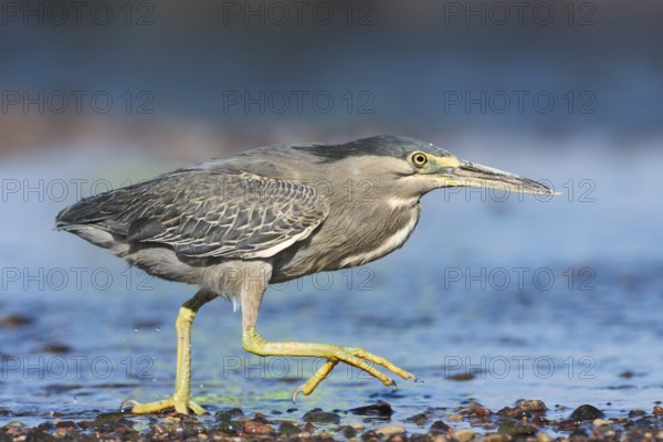 Striated Heron (Butorides striata) hunting, Eilat, Israel