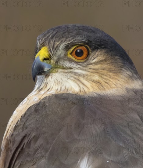 An adult Sharp-shinned Hawk, Accipiter striatus, perched in Saskatoon, Saskatchewan, Canada