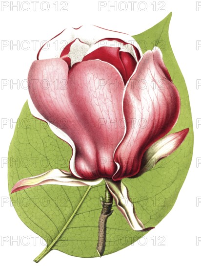 Magnolia, Magnolia lenne hybride, plant and flower, digitally reworked reproduction of an original from the 19th century