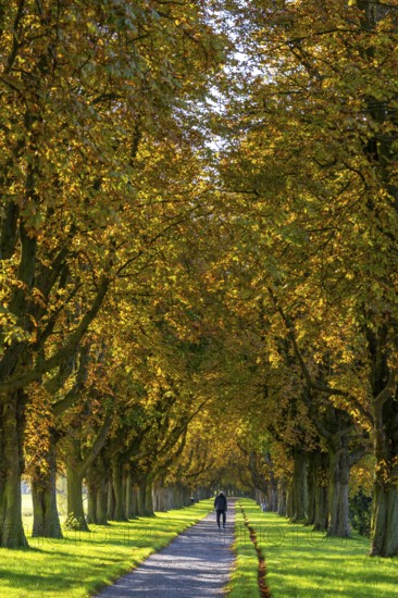 Dense chestnut tree avenue at the Rhine dike near Neuss, Deichallee, autumn, colourful leaves, walker, North Rhine-Westphalia, Germany