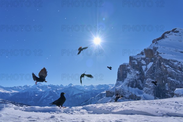 Alpine choughs (Pyrrhocorax graculus), a group of birds flying in the sunshine over snow-covered mountains and blue sky, Gemmi Pass, Leukerbad, Leuk, Valais, Switzerland