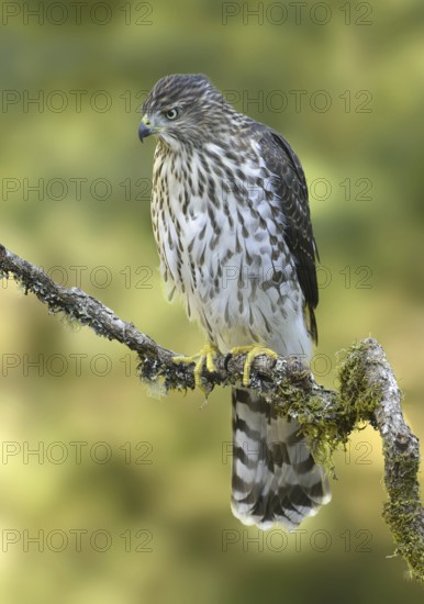 Cooper's Hawk (Accipiter cooperii), British Columbia, Canada