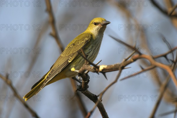 Eurasian Golden Oriole (Oriolus oriolus) female, Castile-La Mancha, Spain