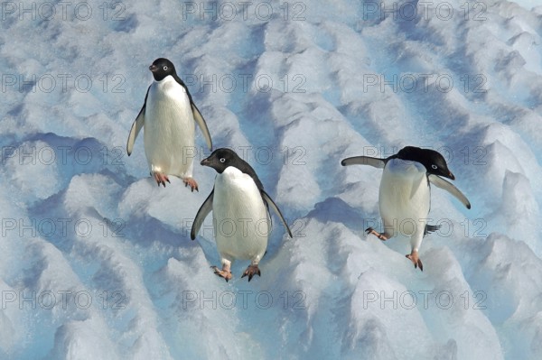 Three Adelie penguins in the Antarctic, Wedell Sea, Long-tailed penguins, (Pygoscellis adeliae), Wedell Sea, Wedell Sea, Antarctica