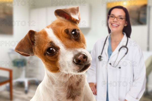 Portrait of an Adorable Jack Russell Terrier In Office With Female Hispanic Veterinarian Behind