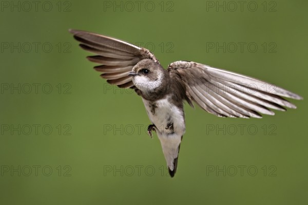 Sand martin (Riparia riparia), in flight, Reussegg nature reserve, Canton Aargau, Switzerland