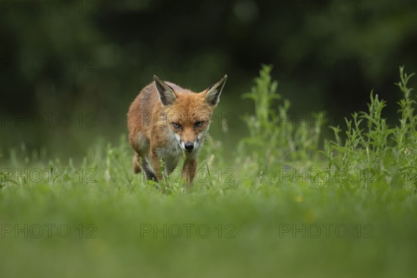 Red fox (Vulpes vulpes) adult animal in a countryside grassland meadow in summer, England, United Kingdom