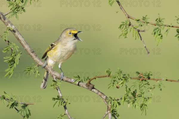 White-eyed Vireo (Vireo griseus) singing from a branch, Texas, USA
