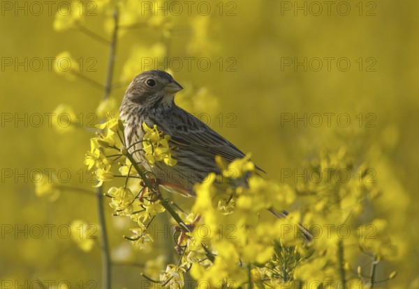 Corn Bunting (Emberiza calandra), Mecklenburg-Western Pomerania, Germany