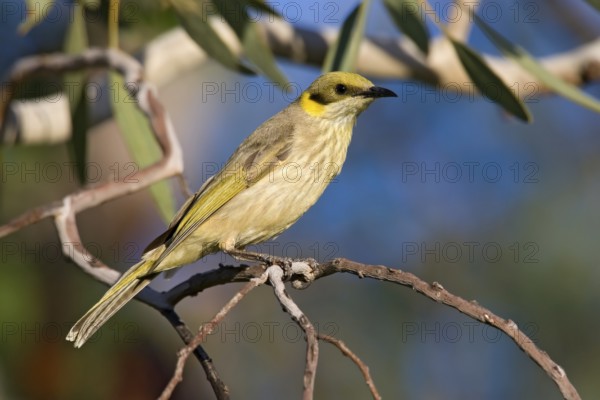 Grey-fronted Honeyeater (Ptilotula plumula), Kimberley, Western Australia, Australia