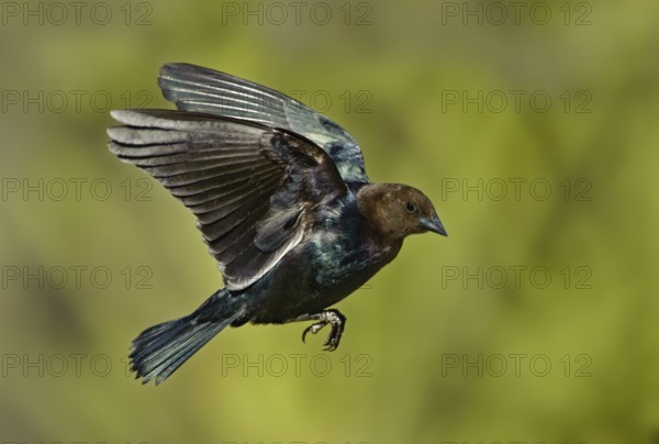 Brown-headed Cowbird (Molothrus ater) flying, Texas, USA