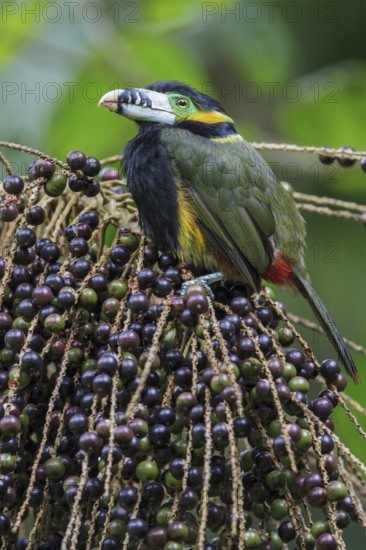 Spot-billed Toucanet (Selenidera maculirostris) feeding on palm fruits in the Atlantic rainforest of southeast Brazil