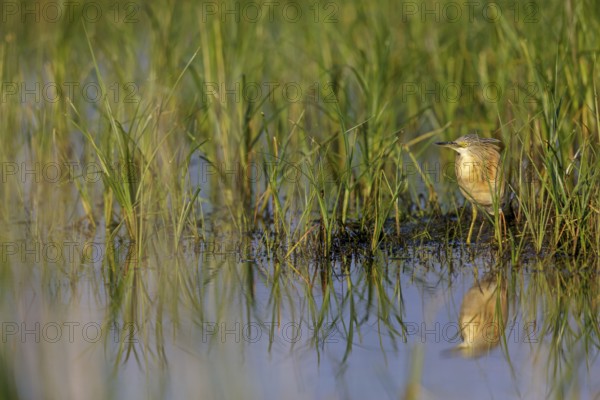 Squacco heron, heron, animals, birds, biotope, foraging, (Ardeola ralloides), Lesbos, Greece
