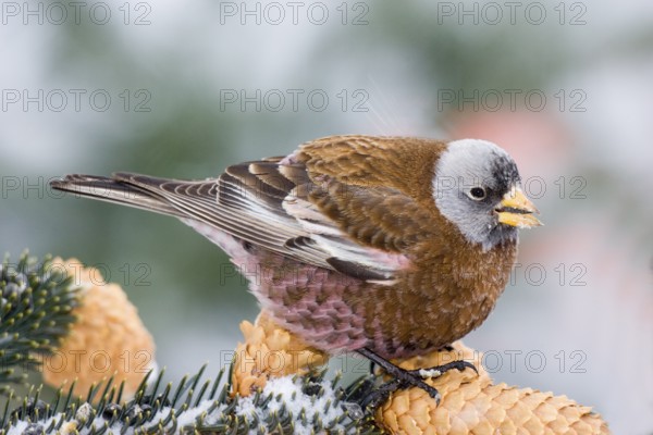 Gray-crowned Rosy-Finch Leucosticte tephrocotis littoralis Homer, Alaska, USA 28 February Adult FRINGILLIDAE Hepburn’s Rosy-Finch