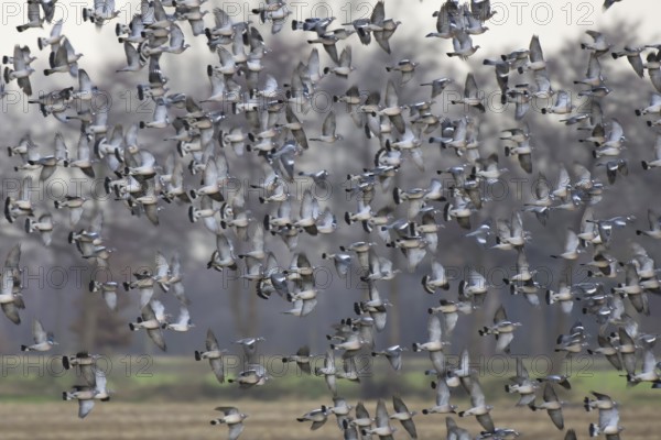 Common Wood Pigeon (Columba palumbus) flying, Lower Saxony, Germany