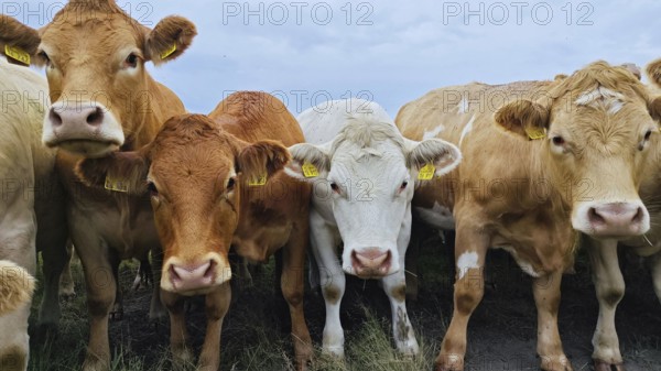Cows (bos taurus) on the pasture looking directly into the camera, Franconian Forest nature park Park