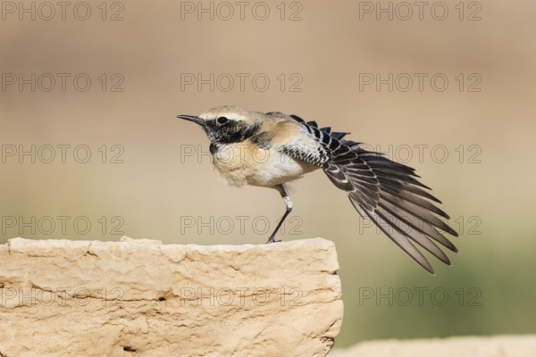 Desert Wheatear (Oenanthe deserti homochroa) male, Eilat, Israel