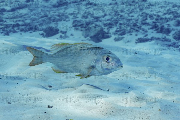A Humpnose big-eye bream, Monotaxis grandoculis, swims gracefully over the sandy ocean floor in the crystal-clear waters of the Maldives, showcasing its vibrant hues