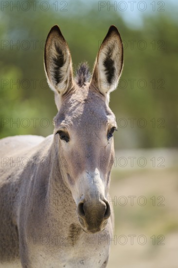 Donkey (Equus asinus), portrait, Spain
