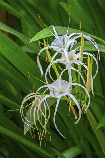Spider lily (Hymenocallis species) in flower, genus of flowering plants in the amaryllis family native to the Americas