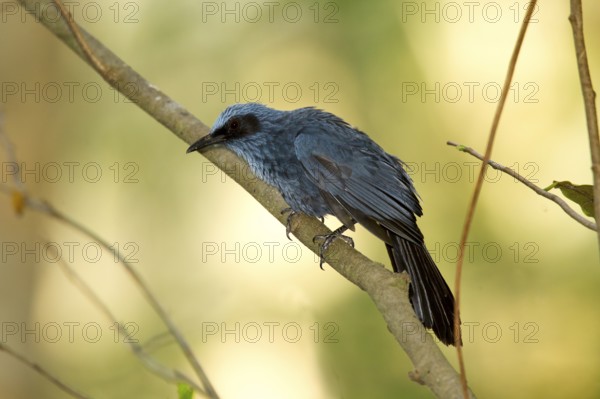 Blue Mockingbird Melanotis caerulescens El Tuito, Jalisco, Mexico 9 June Adult Mimidae