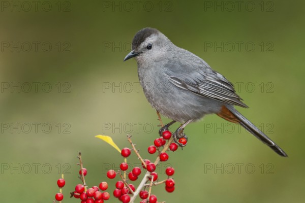 Grey Catbird (Dumetella carolinensis) perched on a branch, Texas, USA