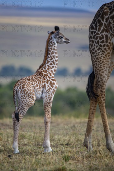 Masai giraffe (Giraffa c. tippelskirchi) Masai Mara Kenya