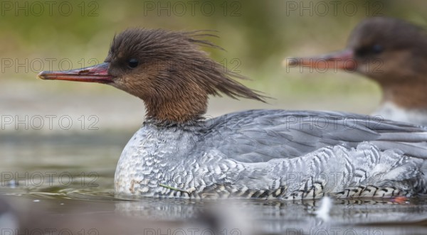 Scaly-sided Merganser (Mergus squamatus) female, captive