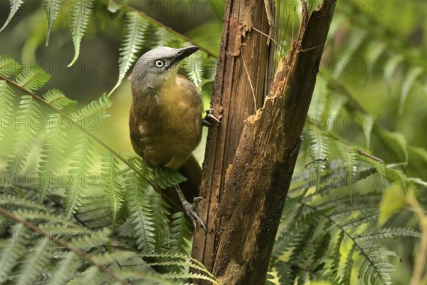 Ashy-headed Laughingthrush (Garrulax cinereifrons) perched on a tree trunk, Sinharaja National Park, Sri Lanka
