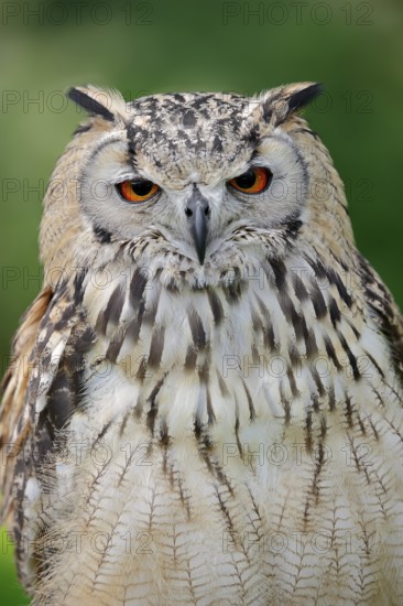 Bengal Eagle Owl (Bubo bengalensis) (Bubo bubo bengalensis), captive, occurring in Asia