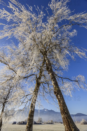 Trees, birches, hoarfrost, sunny, mountain landscape, winter, Loisach-Lake Kochel-Moor, Alpine foothills, Bavaria, Germany