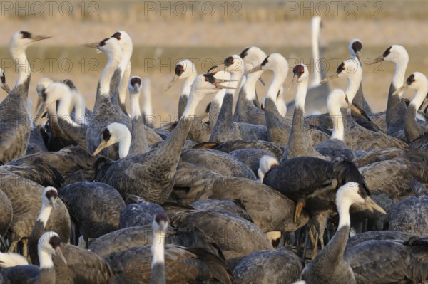 Hooded Crane (Grus monacha), Arasaki, Japan