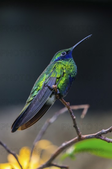 Sparkling violetear (Colibri coruscans), hummingbird sitting on branch, native to South America, captive, Germany