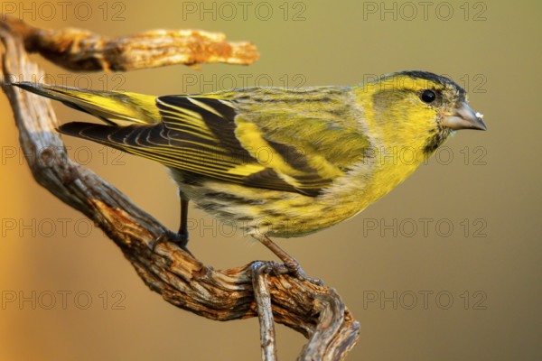 Close-up of a Eurasian Siskin, Spinus spinus, showcasing its vibrant yellow plumage and detailed feather patterns, perched on a rustic, twisted branch