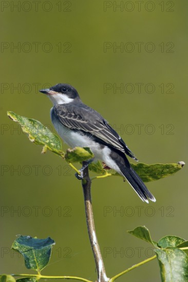 Eastern Kingbird Tyrannus tyrannus Oak Hammock Marsh, Manitoba, Canada 23 August Adult Tyrannidae